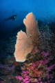   Richelieu Rock diver picture my gf she was guiding dive when saw me taking this we connected made pose photo could take before rest group frame  